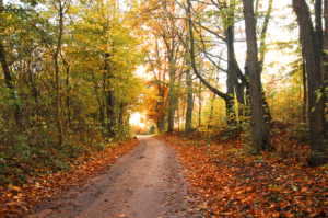 Autumn